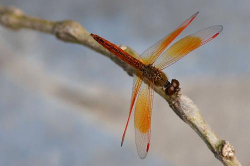 Réf. 287 701 : Brachythemis contaminata